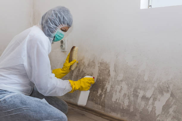 Trusted Ridgewood, NJ Mold Inspection, Removal & Remediation Experts