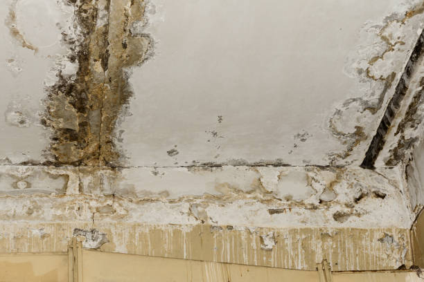 Best Asbestos and Lead Testing During Mold Inspection  in Ridgewood, NJ