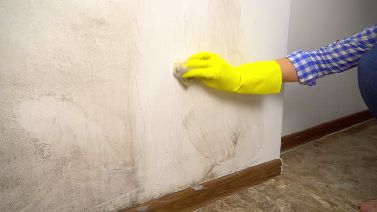 Best Mold Damage Restoration  in Ridgewood, NJ