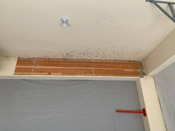 Best Basement Mold Removal  in Ridgewood, NJ