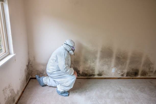 Mold Removal for HVAC Installations in Ridgewood, NJ