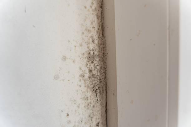 Best Mold Documentation for Insurance Claims  in Ridgewood, NJ