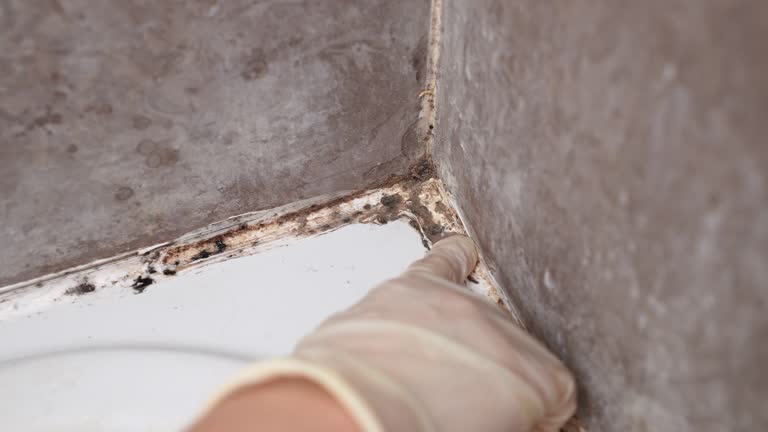 Best Attic Mold Removal  in Ridgewood, NJ